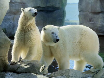 Eisbär-Zwillinge Anna & Elsa verabschieden sich aus dem Zoo am Meer ©Bernd Ohlthaver