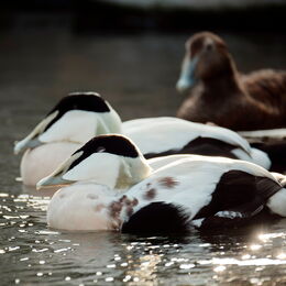 Eiderenten im Wasser