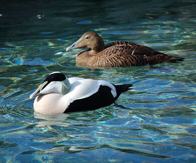 Eiderenten-Paar schwimmt im Wasser