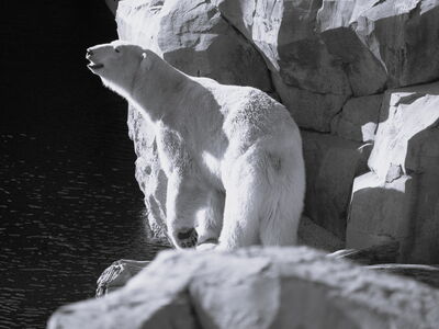 Eisbär Lloyd in der Sonne im Gehege im Zoo am Meer