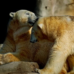 Eisbärin Valeska kuschelt in der Sonne mit ihrer Tochter Anna