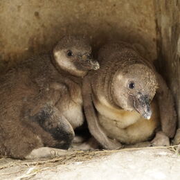 Kleine Humboldt-Pinguine in ihrer Höhle