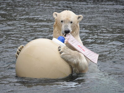Tierbeschäftigung-Ein Eisbär mit einem Spielball