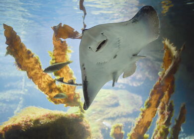 Pinguin beim Tauchen