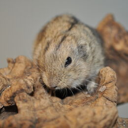 Ein Steppenlemming auf einem kleinen Stamm