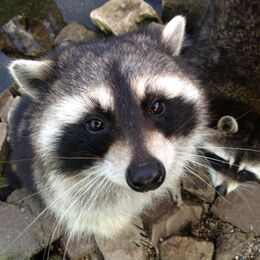 Ein Waschbär schaut direkt in die Kamera