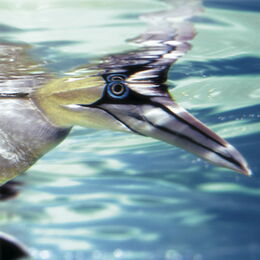 Basstölpel Kopf unter Wasser