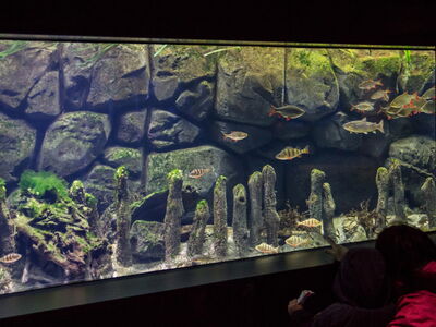 Becken 1, Lebensraum Weser