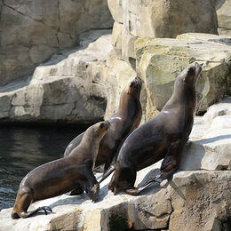 Drei Seelöwen auf dem Weg aus dem Wasser auf die Felslandschaft
