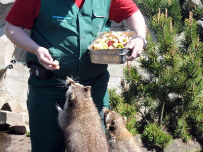 Tierpfleger Thomas Grunert steht mit einer Schale mit Futtermitteln im Gehege der Waschbären, während zwei Wasbären vor ihm stehen und gierig nach dem Futter greifen