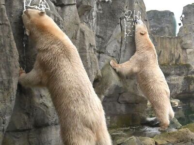Die Eisbären Anna und Elsa richten sich an einer Wand auf und werden so gemessen bei der Inventur 2024 am 09.01.2025