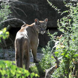 Ein Puma auf Streifzug in seinem Gehege
