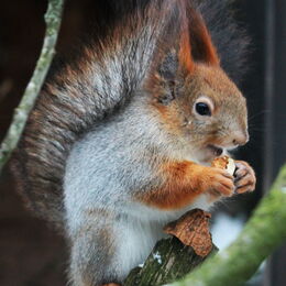 Sibirische Eichhörnchen