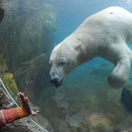 Eisbär taucht an die Unterwasser-Scheibe während ein Kind davor steht und seine Hand von außen gegen die Scheibe drückt