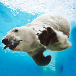 Eisbär unter Wasser mit Fisch im Maul