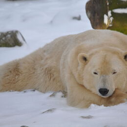 Ein Eisbär liegt im Schnee