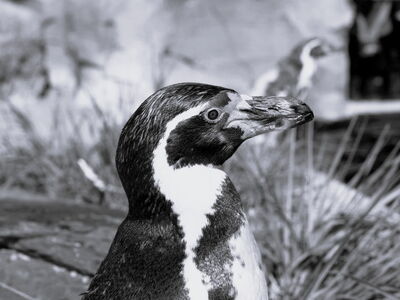 Pinguin Linkspfeil im Zoo am Meer