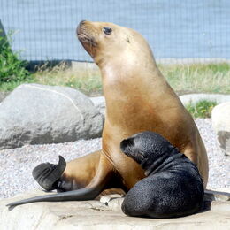 Seelöwe mit Nachwuchs