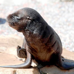 Seelöwen-Baby auf der Anlage