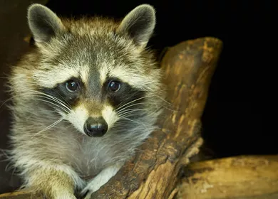 Gutscheine für den Zoo am Meer