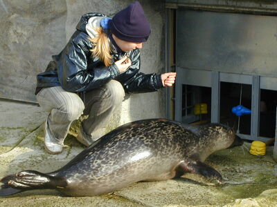 Visuelle Diskriminationsleistung von Seehunden