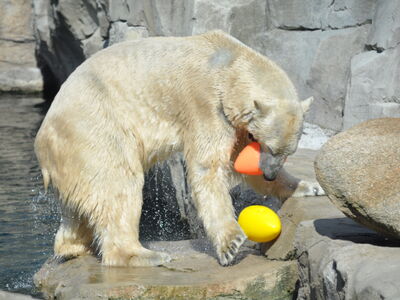 Ein Eisbär nutzt das Spielzeug "Creazy Egg"