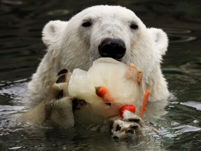 Eisbär im Wasser mit einer Eistorte