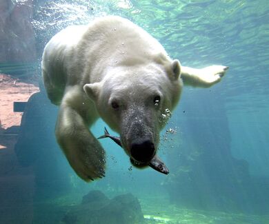 Eisbär Lloyd tauchend unter Wasser mit Fisch im Maul