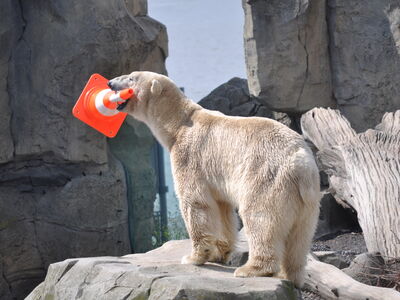 Tierbeschäftigung-Ein Eisbär spielt mit einem Pylonen