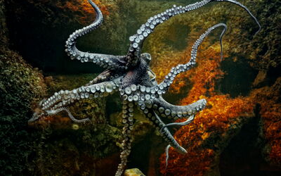 Der Oktopus in seinem Farbspiel