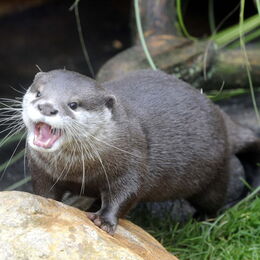 Ein Zwergotter schreit