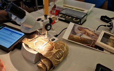 Im Zooschulunterricht wird eine Schlangenhaut unter das Mikroskop genommen