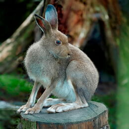 Schneehase auf einem Baumstamm im Gehege