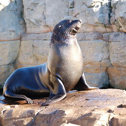 Ein Seebär sonnt sich auf der Anlage