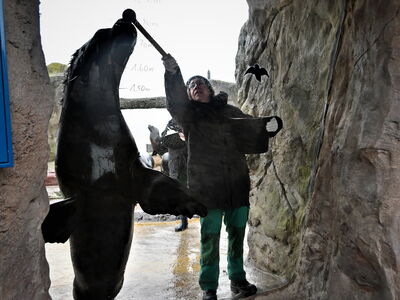 Dank des hervorragenden Tiertrainings durch Carmen und Natalie richten sich die Seelöwen zum Messen an der Scheibe auf