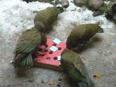 Keas werden spielerisch gefordert