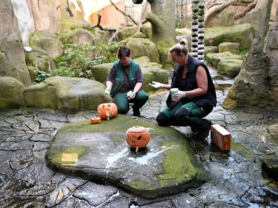 Die Tierpflegerinnen Pam und Annika stellen zwei Kürbisse mit Leckereien in das Gehege der Schimpansen