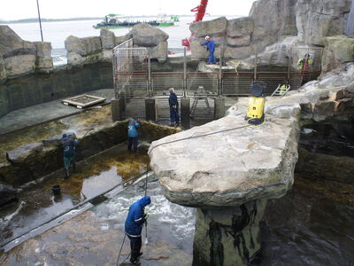 Tierpfleger und Tierpflegerinnen stehen im leeren Becken der Seelöwen, um Reinigungsrbeiten durchzuführen