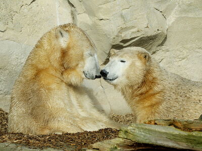 Eisbärin Valeska kuschelt mit ihrer Tochter Elsa