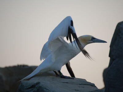 Basstölpel, der auf einem Felsen im Zoo am Meer sitzt und die Flügel spreizt