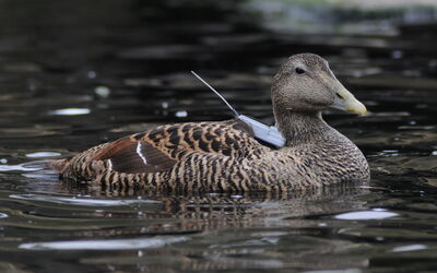 Ein Sender wird bei den Eiderenten im Zoo auf Praxistauglichkeit in der Wildbahn getestet.