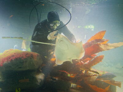 Ein Rochen wird im Nordsee-Aquarium vermessen