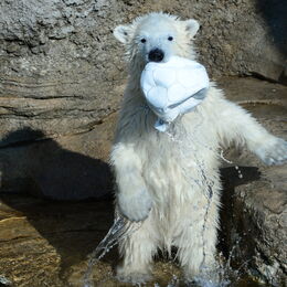 Ein kleiner Eisbär spielt mit einem Fussball