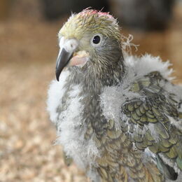 Kea-Küken 62 Tage alt