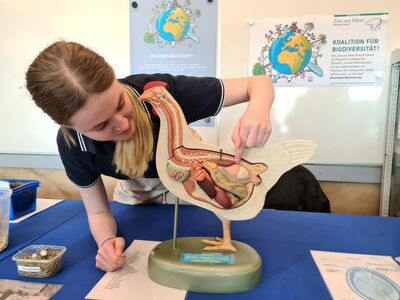 Mitarbeiterin Svea erklär, wie das Ei aus dem Huhn kommt