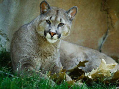 Puma liegt in seinem Gehege und schaut neugierig zu den Besuchern