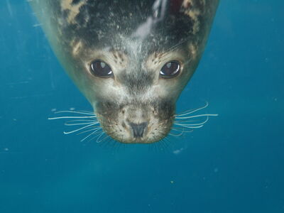 Seehund im Zoo am Meer vor der Unterwasserscheibe