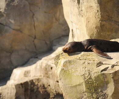 Kleiner Seelöwe liegt schlafend in der Sonne