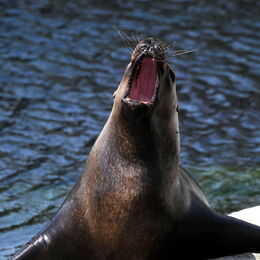 Ein Seelöwe brüllt