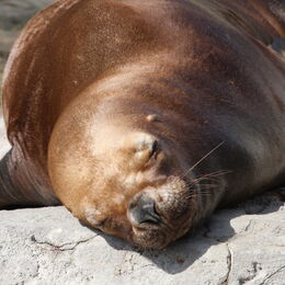 Seelöwe schlafend in der Sonne